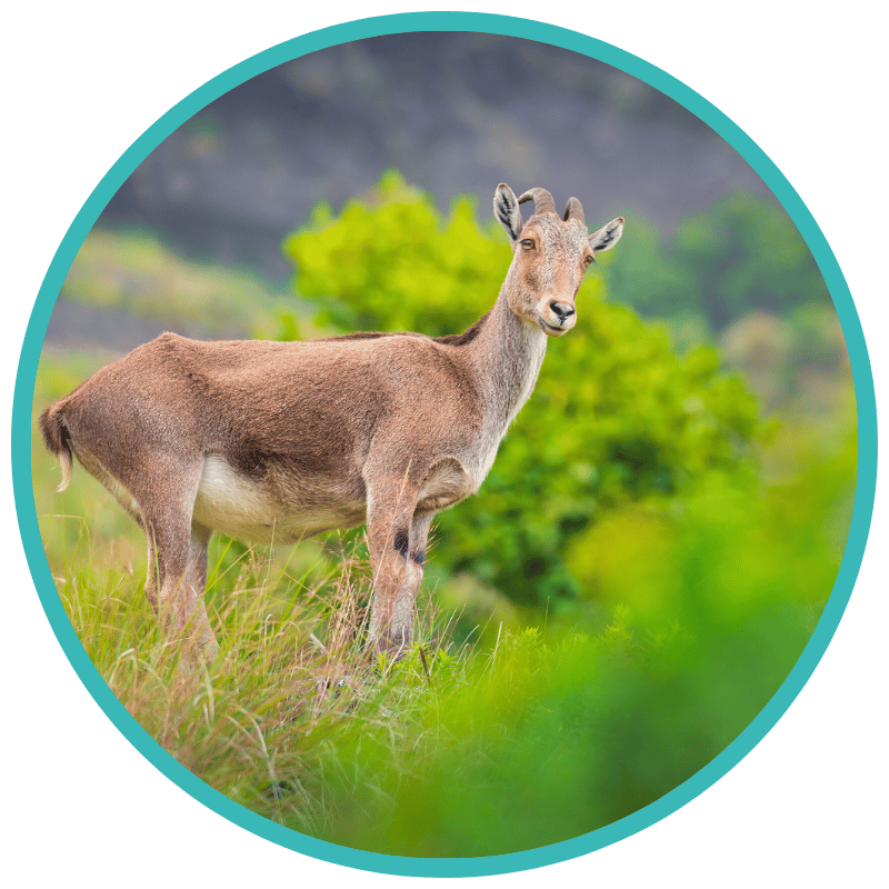 Eravikulam National Park Eravikulam National Park WOLO Travel